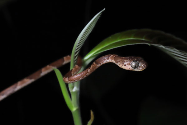 Common Blunt-headed Vine Snake (Imantodes cenchoa)
