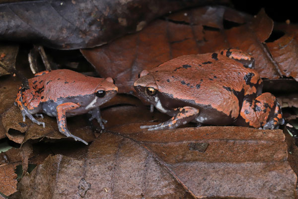 Sheep Frogs (Hypopachus variolosus) 