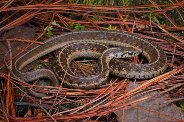 Bogert's Garter Snake (Thamnophis bogerti) was quite commonly seen in the tall grass at the edge of a pine forest.