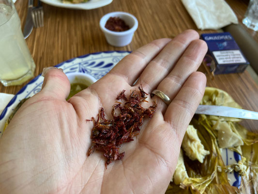 My new favourite food Chapulines, which tastes like lime and salt and is quite spicy.
