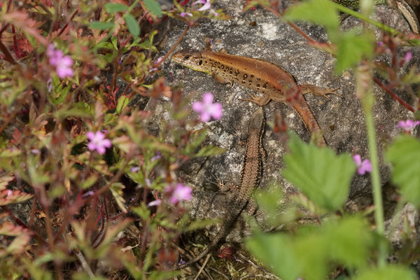 Female Sand Lizard (Lacerta agilis) basking alongside a small Common Wall Lizard (Podarcis muralis).