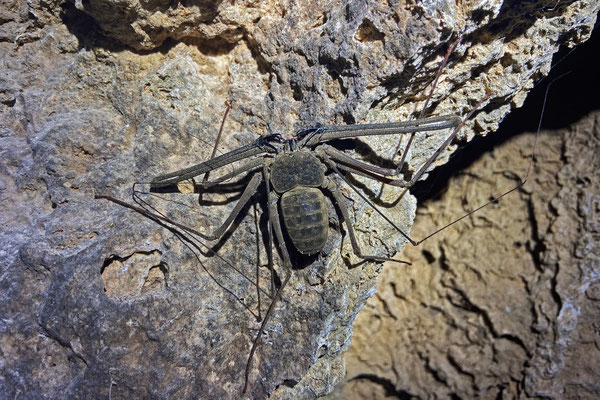 Dhofar Whip Spider (Phrynichus dhofarensis)