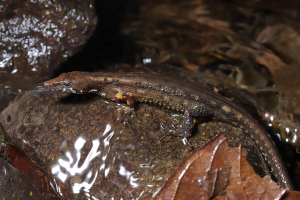 Water Tegu (Centrosaura apodema)