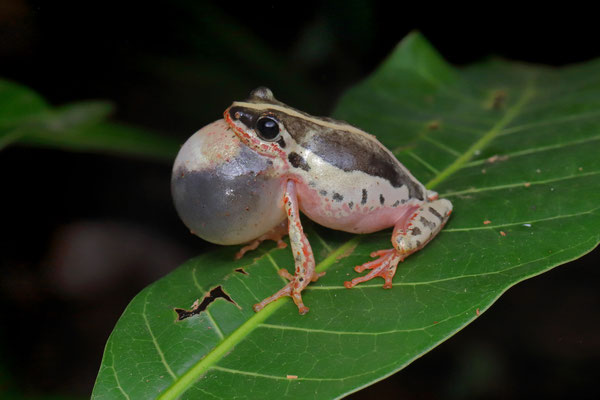 Marbled Reed Frog (Hyperolius marmoratus) 