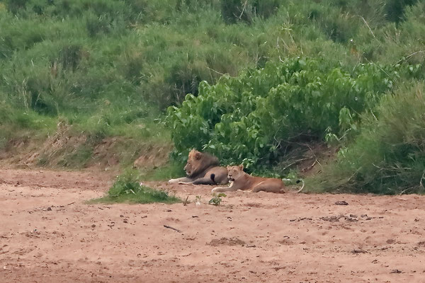 Lions (Panthera leo) relaxing at the river.