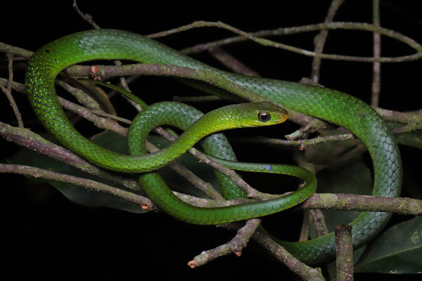 Usambara Green Snake (Philothamnus macrops)