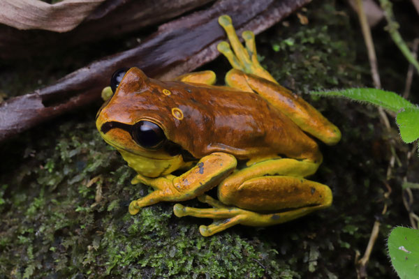Mourning Treefrog (Sarcohyla pentheter)