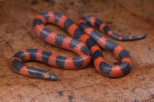 Broken-ringed Earth Snake (Geophis semidoliatus) 