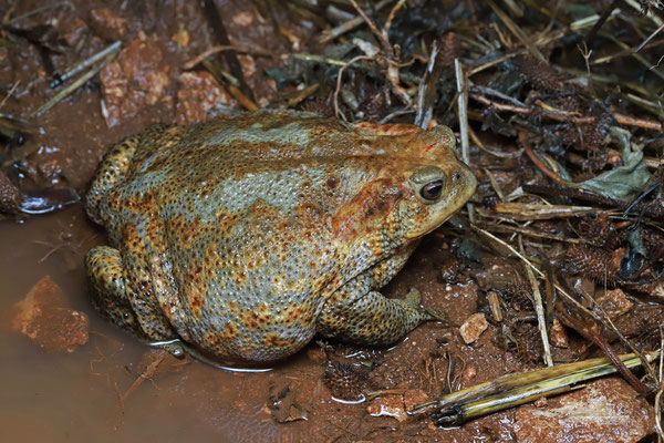 Giant Common Toad (Bufo bufo) 