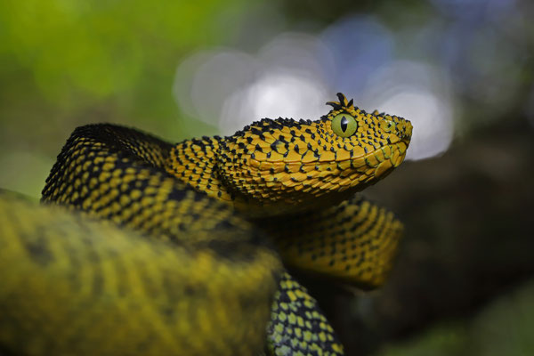 Matilda's Horned Viper (Atheris matildae) 