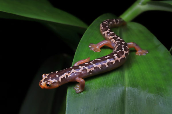 Yellowbelly Mushroomtongue Salamander (Bolitoglossa flaviventris)