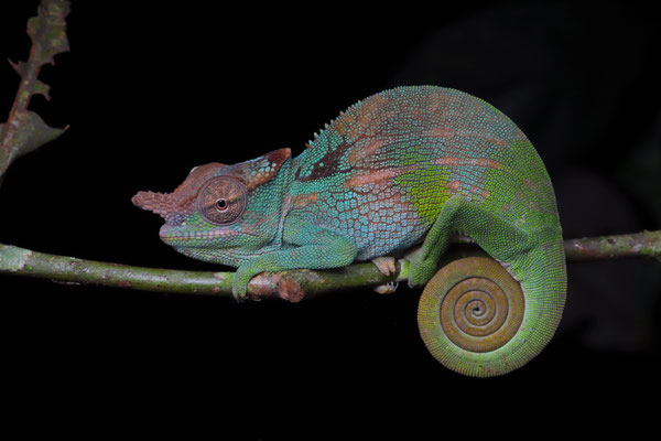 Nguru Two-horned Chameleon (Kinyongia fischeri) subadult male
