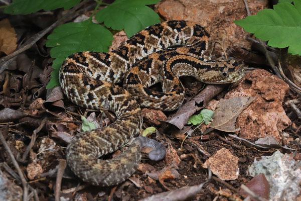 ...a juvenile Yucatán Neotropical Rattlesnake (Crotalus tzabcan)