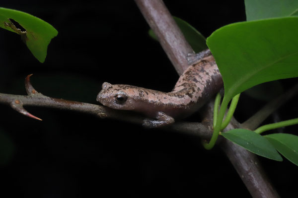 This daring Yucatán Mushroomtongue Salamander (Bolitoglossa yucatana) was found on a night without rain.