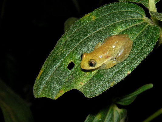 Leaf-folding Frog (Afrixalus crotalus)