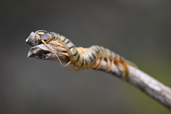 Mediterranean Banded Centipede (Scolopendra cingulata)