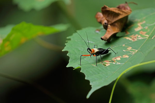 Asassin Bug (Rhynocoris nitidulus)