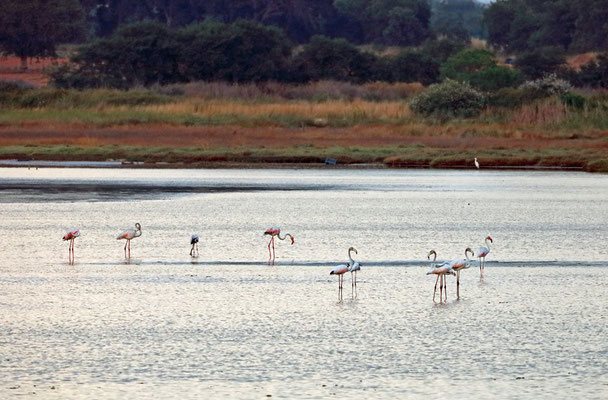 Greater Flamingo (Phoenicopterus roseus)