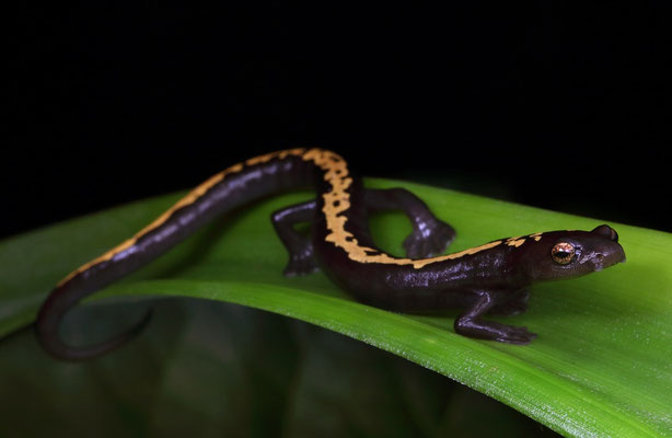 Müller's Mushroomtongue Salamander (Bolitoglossa mulleri)
