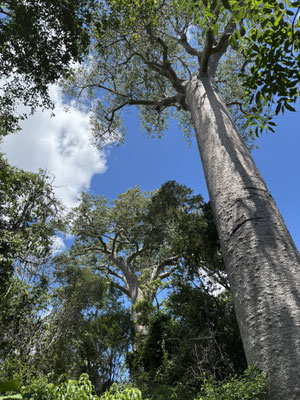 Massive baobabs towering over the surrounding forest.