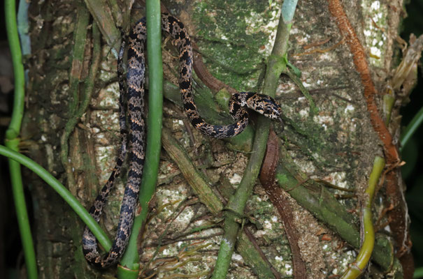 Cloudy Snail-eating Snake (Sibon nebulatus) 