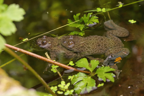 Yellow-bellied Toad (Bombina variegata) amplexus