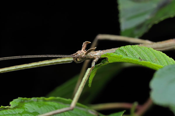 Giant Stick Insect (Phanocles sp.) with bunny-ears.