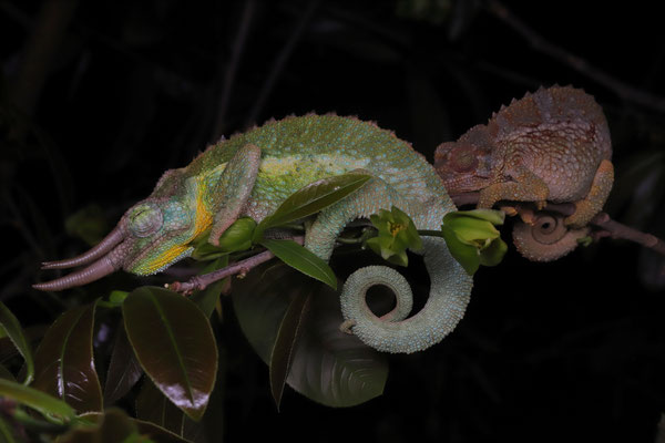 Something we observed on many occasions the past year: paired sleeping in chameleons, here in Jackson's Three-horned Chameleon (Trioceros jacksonii).