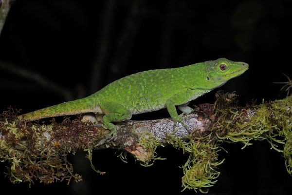 Green Tree Anole (Anolis biporcatus)