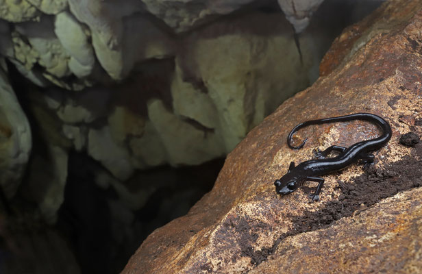 Black Jumping Salamander (Ixalotriton niger) in habitat.