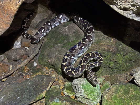 Western Madagascar Tree Boa (Sanzinia volontany) on the prowl for bats.