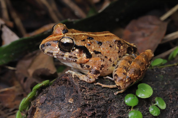 Streamside Frog (Craugastor rupinius) 