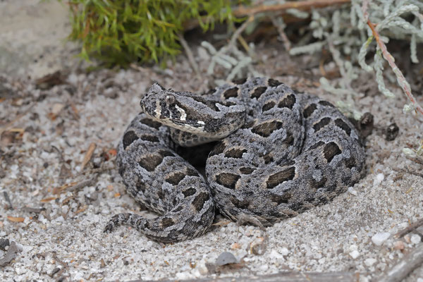 Red Adder (Bitis rubida)