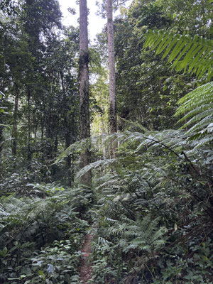Deforestation is a massive threat to these forests. In patches like these we still found chameleons such as Rieppeleon brevicaudatus, Trioceros deremensis and Kinyongia fischeri. 