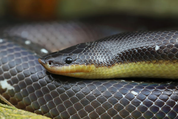 Mexican Burrowing Python (Loxocemus bicolor)