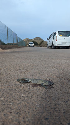 ...as this dead on road chameleon shows. 
