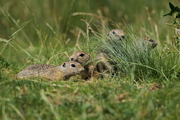 Curious baby European Ground Squirrels (Spermophilus citellus).