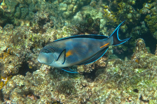 Sohal Surgeonfish (Acanthurus sohal)