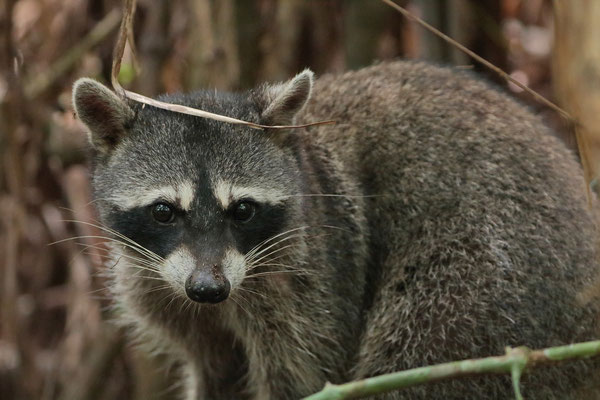 Raccoon (Procyon lotor) 