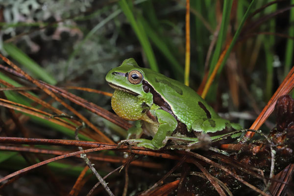 Mountain Tree Frog (Hyla eximia) calling male.