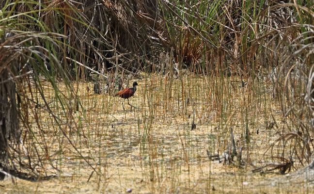 Northern Jacana (Jacana Spinosa)