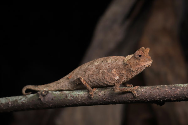 Horned Leaf Chameleon (Brookesia superciliaris)