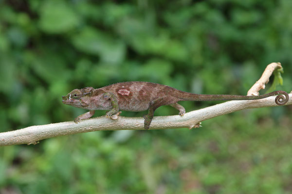 Rwenzori Plate-nosed Chameleon (Kinyongia xenorhina) female