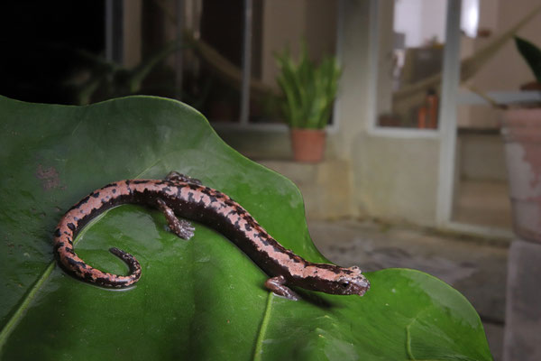 Yucatán Mushroomtongue Salamander (Bolitoglossa yucatana)