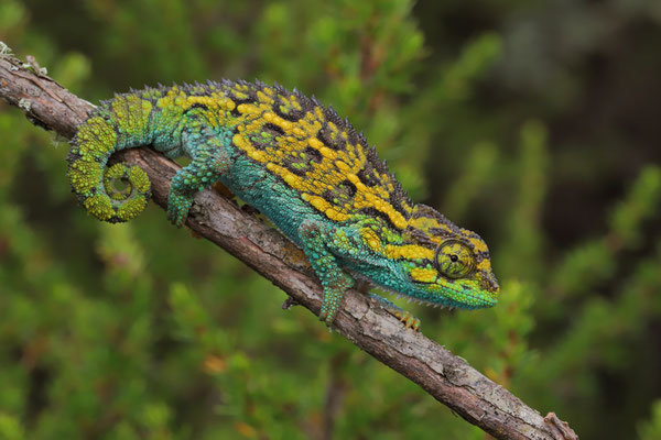 Mount Kenya Side-striped Chameleon (Trioceros schubotzi) male