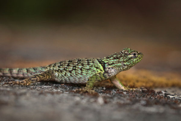 Subadult Tanner's Emerald Spiny Lizard (Sceloporus tanneri) were only commonly seen at one specific concrete bridge.