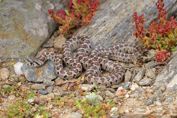 Leopard Snake (Zamenis situla) 