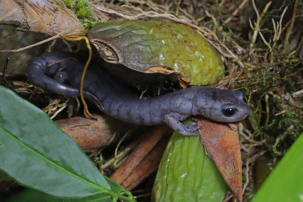 Guatemalan Black Salamander (Bolitoglossa tenebrosa)