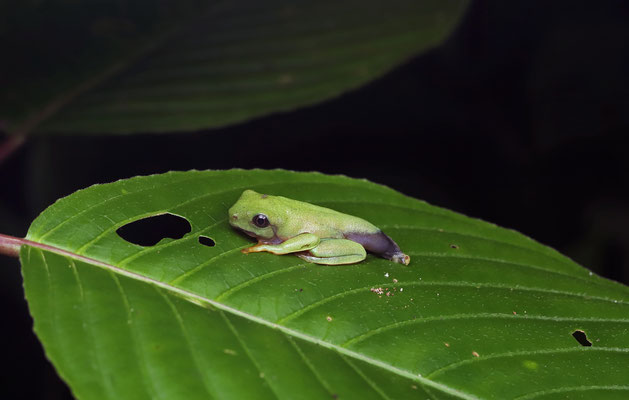 Black-eyed Leaf Frog (Agalychnis moreletii) just on land.