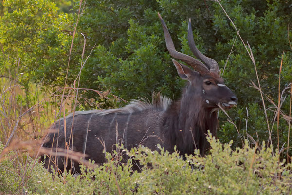 Nyala (Tragelaphus angasii)